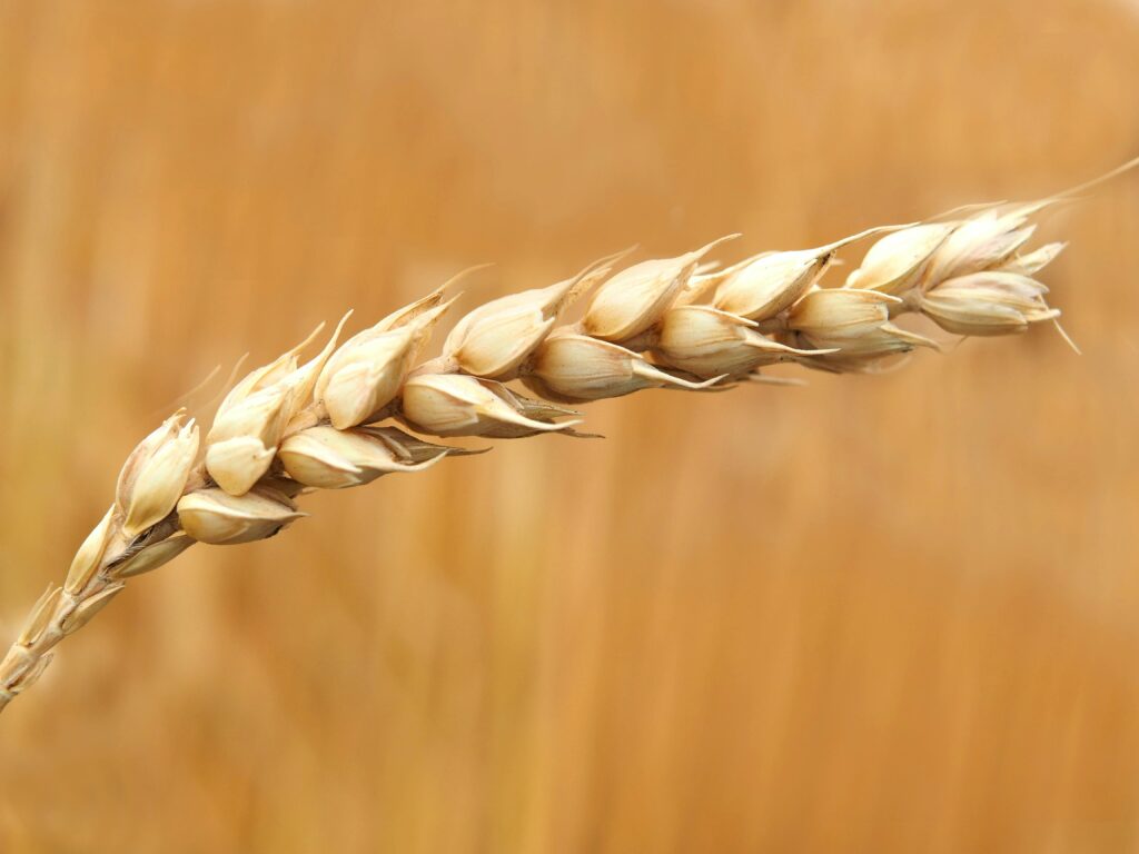 wheatleaf